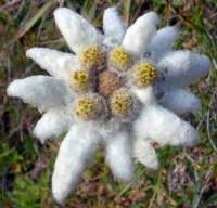 My Princess Edelweiss Edelweis Sii Bunga Cinta Yang Abadi