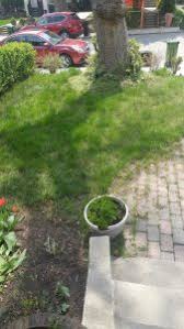 One can of cheap beer or 1 1/2 cups buttermilk, a few handfuls of moss, one teaspoon of sugar. Grass Substitute Under Tree Toronto Master Gardeners
