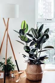 Maybe you would like to learn more about one of these? 10 Best Indoor Trees For A Happier Home Top Indoor Trees To Buy
