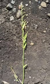 Image result for Bouffordia