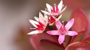 Same day or next day delivery is available. Jade Flower Stock Video Footage 4k And Hd Video Clips Shutterstock