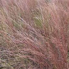 Spreads by stolons to form small colony. Little Bluestem Seeds Native Prairie Grass Ornamental Grass Seed Ornamental Grasses Grass Seed Grass