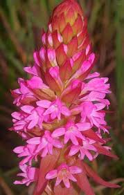 Image result for Satyrium