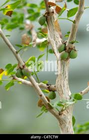 Image result for Commiphora viminea