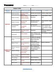 Erin Niewinski Copy Of Tissues Chart Pdf Tissues