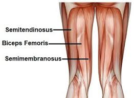 The Hamstrings Are The Knee Muscles Found On The Back Of The Thigh They Work To Bend The Knee Hamstring Muscles Thigh Muscles Hamstrings