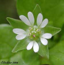 Image result for Stellaria
