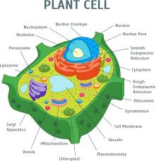 We did not find results for: What Is A Cell Definition Functions Types Faq Plant Cell Diagram Cell Diagram Animal Cell Project