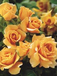Check spelling or type a new query. The Most Fragrant Roses For Your Garden Hgtv