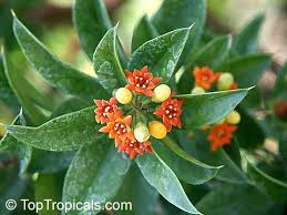 Image result for Oldfieldia macrocarpa