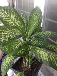 Dieffenbachia Dieffenbachia A Relatively Easy Care Plant With Large Broad Oblong Green And Cream Colored Leaves Easy Care Plants Plants Dieffenbachia Care