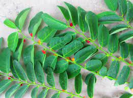 Maybe you would like to learn more about one of these? Bagus Untuk Laki Laki Dan Perempuan Ini Manfaat Daun Katuk Untuk Tubuh Bukareview