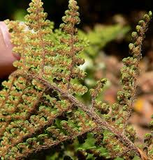 Image result for Cheilanthes botswanae
