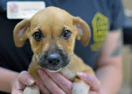 Shelter animal resource alliance (s.a.r.a.) is a nonprofit organization located in eugene, or, dedicated to removing animals from. Texas Dogs Available For Adoption Oregon Humane Society