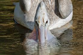 Bird pelicans page 1 from 2 in hd quality. Pelican San Diego Zoo Animals Plants
