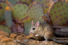 Thick and fleshy, they are widely used in mexico as a staple food in. Packrats What Are They Good For Absolutely Everything Desert Diaries