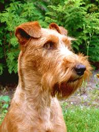 Image result for irský teriér