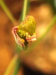 Image result for Eriospermum seineri