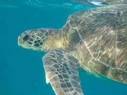 The pfizer vaccine, which is an mrna vaccine. Australia To Update Plastics Marine Threat Plan