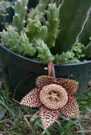 Often, starfish cactus blooms successfully in july to september in north america when the carrion plant grows. Real World Gardener Stinky Starfish Cactus Is Plant Of The Week