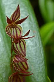 Image result for Microcharis remotiflora