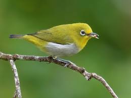 Image result for Blepharis gazensis