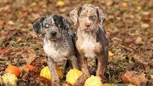 Catahoula Leopard Dog Price Temperament Life Span