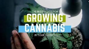 Maybe you would like to learn more about one of these? Best Lights For Growing Weed In Closet Grow Light For Small Spaces