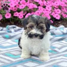 These little babies would make the perfect addition to you family! Yorkie Chon Puppies For Sale Greenfield Puppies