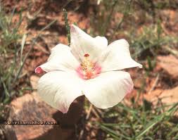 Image result for Hibiscus pusillus