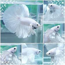 Betta Splendens Betta Betta Fish Fish