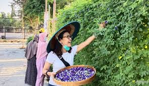 Tapi bukan senang dapat yang asli sebab kalau perasan kebanyakkan nasi kerabu sekadar pewarna biru. Bunga Telang Cantik Kaya Manfaat Suara Surabaya