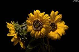❤ get the best sunflower wallpaper desktop on wallpaperset. Three Black Background Decorative Sunflowers Flowers Wallpapers 2048x1366