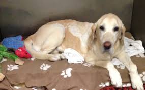 A childhood friend who is now a vet tried to provide hope by urging us to do the full chemo protocol asap!. Elizabeth 1 Year After Treatment For Thyroid Carcinoma Causing Hyperthyroidism Advanced Veterinary Medical Imaging