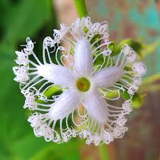 Nepenthe (n.) something that makes you forget grief or suffering. Clube Do Jardim A Flor Mais Bela Do Mundo Strange Flowers Flowers Nature Unusual Flowers