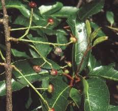 Image result for Prunus africana