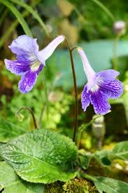 Image result for Gesneriaceae