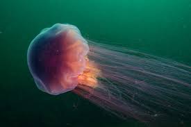 The lion's mane jellyfish is one of the largest jellyfish in the world. Lion S Mane Jellyfish Fact Information Guide American Oceans