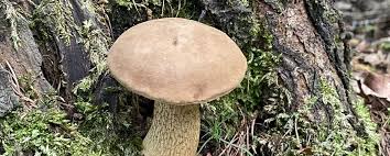 In der freien natur wachsen verschiedene essbare pilze. Pilze Sammeln In Berlin Pilzgebiete Brandenburg 2021