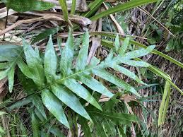 Image result for Microsorum pappei