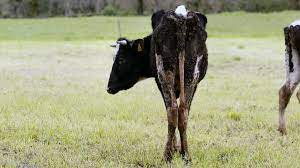 Check spelling or type a new query. En Epoca De Vacas Flacas
