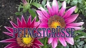 Und für liebe pfingstgrüße befinden wir uns jetzt genau in der richtigen stimmung. Pfingstgrusse Die Besten Pfingstgrusse Youtube
