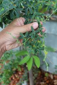 Image result for Pithecellobium dulce