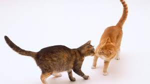 Are Cats Still Sexually Active After Spay And Neutering