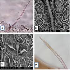 Image result for Oxalis anthelmintica