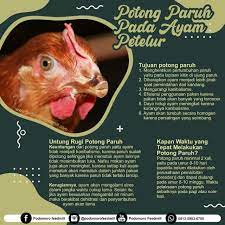 Maybe you would like to learn more about one of these? Potong Paruh Pada Ayam Petelur Podomoro Poultry Equipment