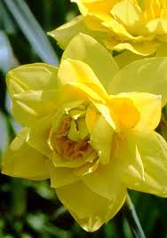 Pin On Gardening Outdoors