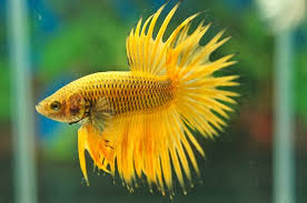 The successful breeding of mustard gas took 13 years. Betta Fish Sale On Twitter The Breeder Named Him As Yellow Mustard Gas Bettafish But In Basic He Is A Crowntail Betta Bettafacts Fish Pets Fishtank Https T Co B2brgvajj0
