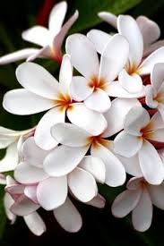 Pin On Plants Color White