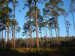 Hiking Near Tampa Florida The Old Fort King Trail Hiking In Florida Camping World Weekend Fun